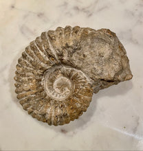 Load image into Gallery viewer, AMMONITE - 9 X 7 CM
