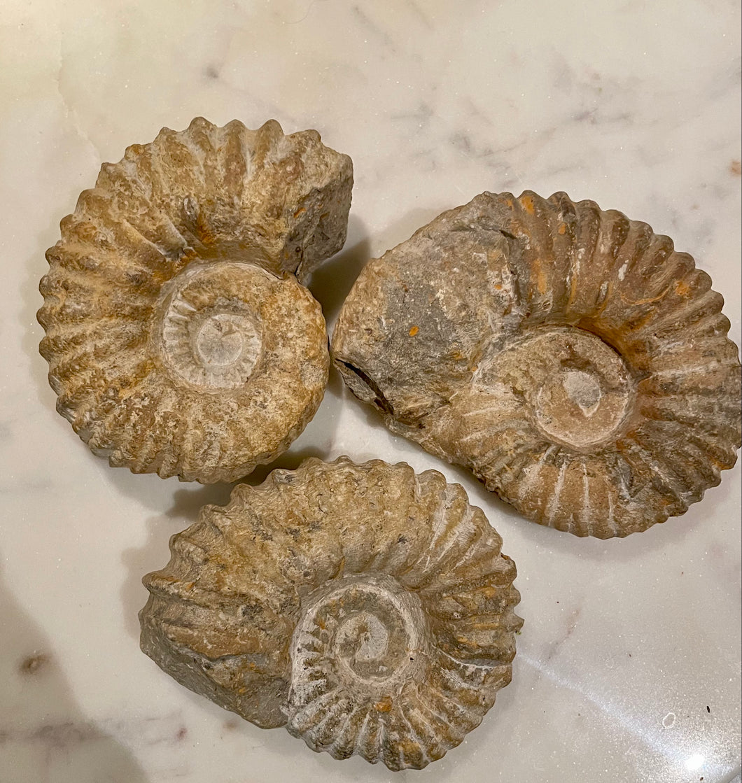 AMMONITE - 9 X 7 CM
